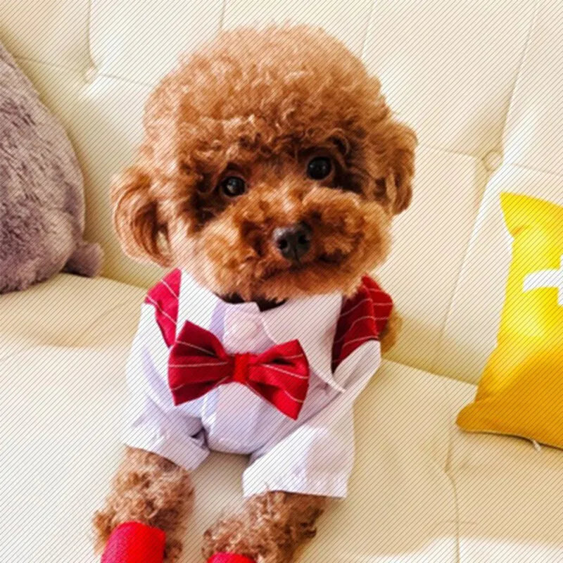 Gentleman Dog Clothes Wedding Suit