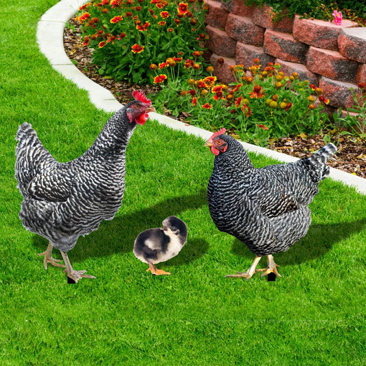 Acrylic Courtyard Stake hens. outdoor